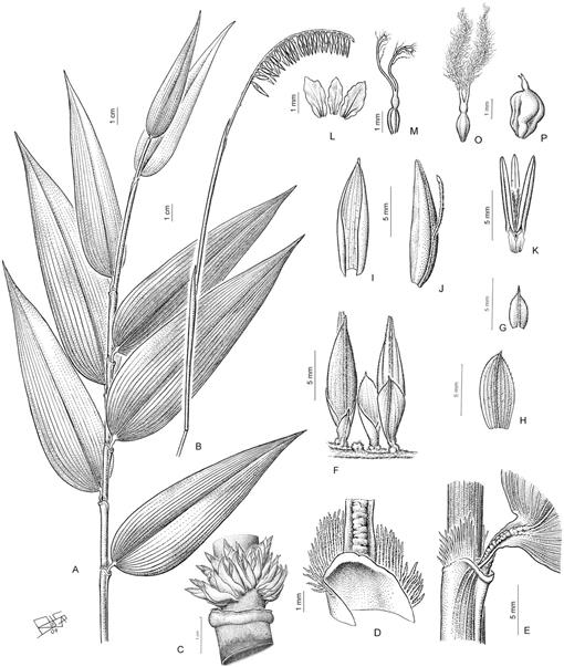 Saltos Del Arroyo Mbocay